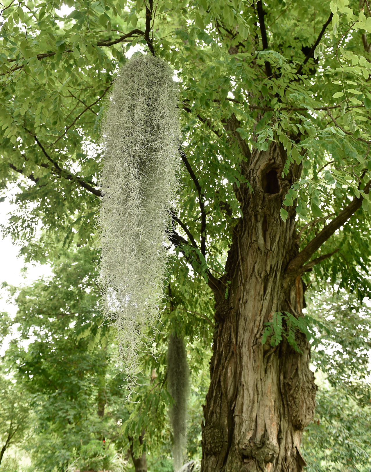 Moss